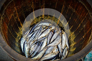 Salted herring in an oak barrel