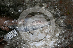Salted Hilsa dry fish (nona Ilish