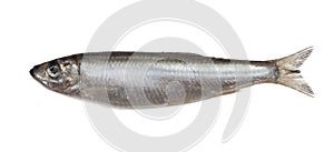 Salted sprat fish