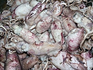 salted squid photo