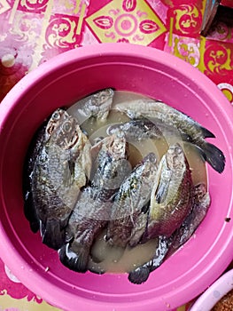 salted wadi or papuyu fish typical of Barabai, South Kalimantan