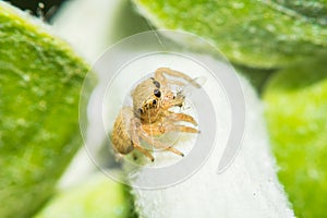 Salticidae jumping spider, Saltines scenics,Hyllus macro view