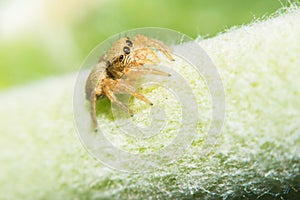 Salticidae jumping spider, Saltines scenics,Hyllus macro view