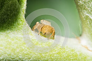 Salticidae jumping spider, Saltines scenics,Hyllus macro view