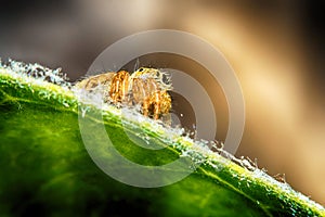 Salticidae jumping spider, Saltines scenics,Hyllus macro view