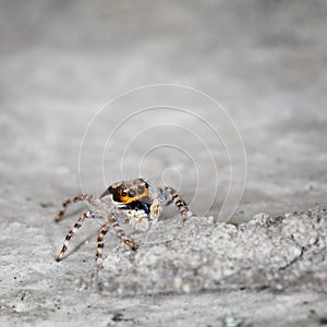 Salticidae - small spider on grey stone close up