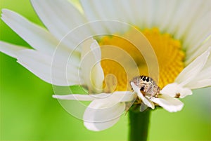 Salticidae spider