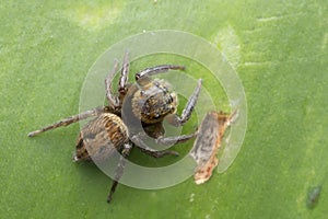 Salticidae Spider on a Leaf