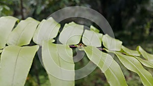 Salticus sceneryus or spider jumping on the leaves