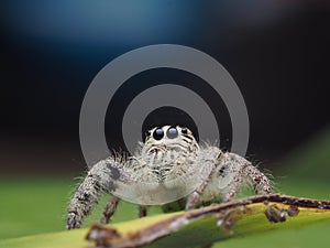 Salticus scenicus jumping spider