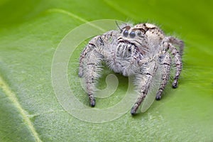 Salticus scenicus jumping spider macro ,small insect in the nature and dangerous for people.