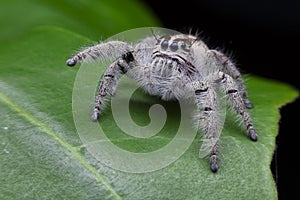 Salticus scenicus jumping spider macro ,small insect in the nature and dangerous for people.