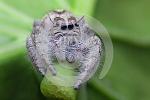 Salticus scenicus jumping spider macro ,small insect in the nature and dangerous for people.