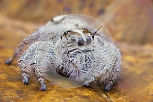 Salticus scenicus jumping spider macro ,small insect in the nature and dangerous for people.