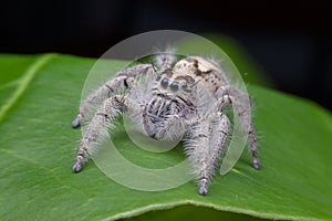 Salticus scenicus jumping spider macro ,small insect in the nature and dangerous for people.