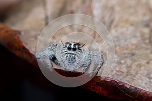 Salticus scenicus jumping spider macro ,small insect in the nature and dangerous for people.