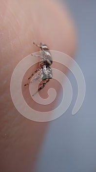 Salticus scenicus - zebra jumping spider