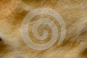 Saltine cracker crust close-up shot, extreme macro.