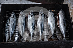 Salting fish for smoking. Raw cleaned fish ready for cooking