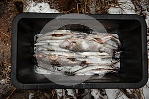 Salting fish for smoking. Raw cleaned fish ready for cooking