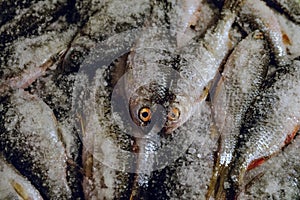 Salting fresh fish roach and crucian for subsequent drying