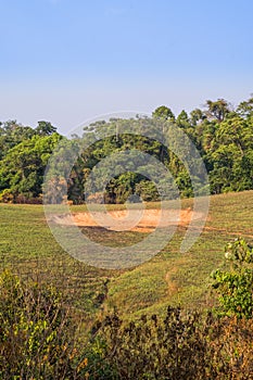 Saltlick in the forest are the places where elephants will eat minerals in Khao Yai National Park.