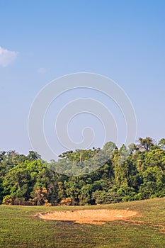 Saltlick in the forest are the places where elephants will eat minerals in Khao Yai National Park.