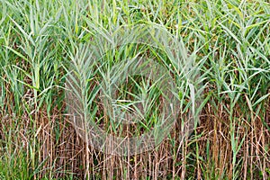 Saltmarsh Cordgrass