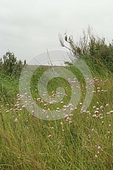 Saltmarsh Landscape, Norfolk, England