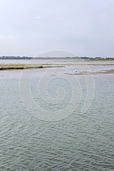 saltmarshes in lagoon shallow waters, Grado, Friuli, Italy photo