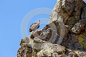 Spying griffon vulture on the rocks of Salto del Gitano, Spain photo