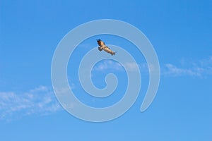 Flying griffon vulture, Salto del Gitano, Spain photo