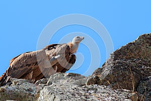 Couple of griffon vultures upon the rocks of the Salto del Gitano, Spain photo