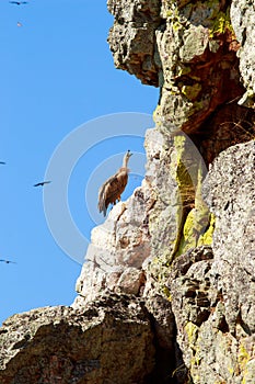Crying griffon vulture on the rocks of Salto del Gitano, Spain photo