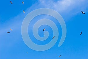 Group of flying griffon vultures, Salto del Gitano, Spain photo