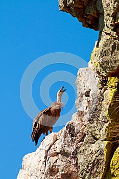 Crying griffon vulture on the rocks of the Spanish Salto del Gitano