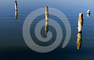 Salton Sea Pilings