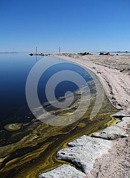 Salton Sea Scum