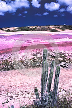 Saltpan photo