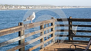 Saltwater angling on pier California USA. Sea ocean. Fishing catch, fresh alive fish in net basket.