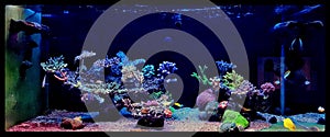 Saltwater aquarium, Coral reef tank scene at home