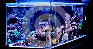 Saltwater aquarium, Coral reef tank scene at home