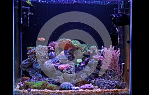 Saltwater aquarium, Coral reef tank scene at home