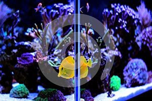 Saltwater aquarium, Coral reef tank scene at home