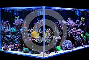 Saltwater aquarium, Coral reef tank scene at home