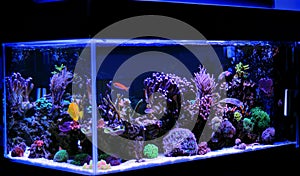 Saltwater aquarium, Coral reef tank scene at home