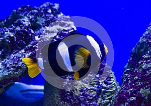 Saltwater aquarium fish nemo. undersea world