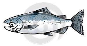 Saltwater chinook salmon fish