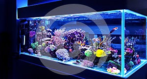 Saltwater coral reef aquarium fish tank is one of the most beautiful hobby