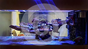 Saltwater coral reef aquarium fish tank is one of the most beautiful hobby